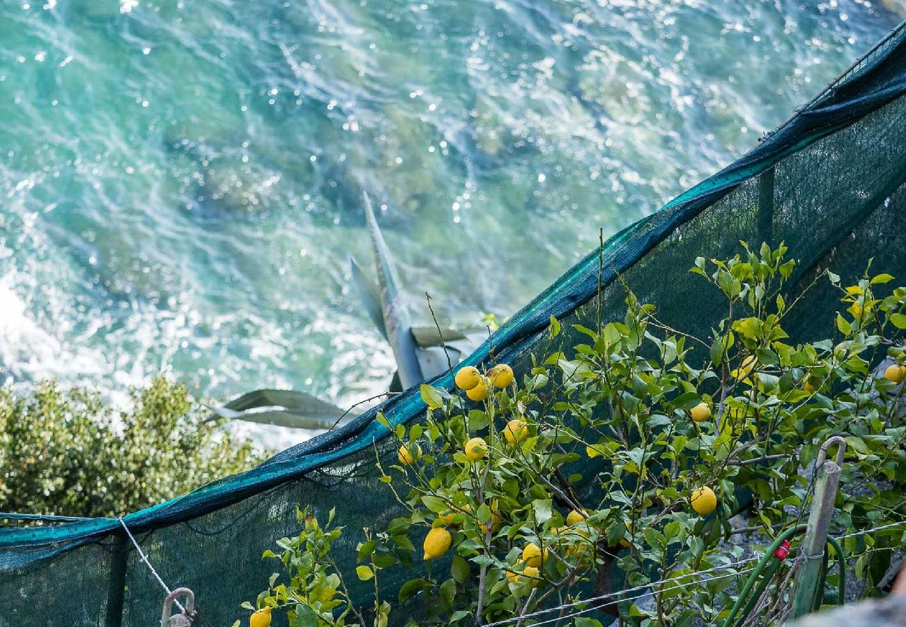 Appartamento a Manarola - La Lampara Sea View Terrace Apartment with AC