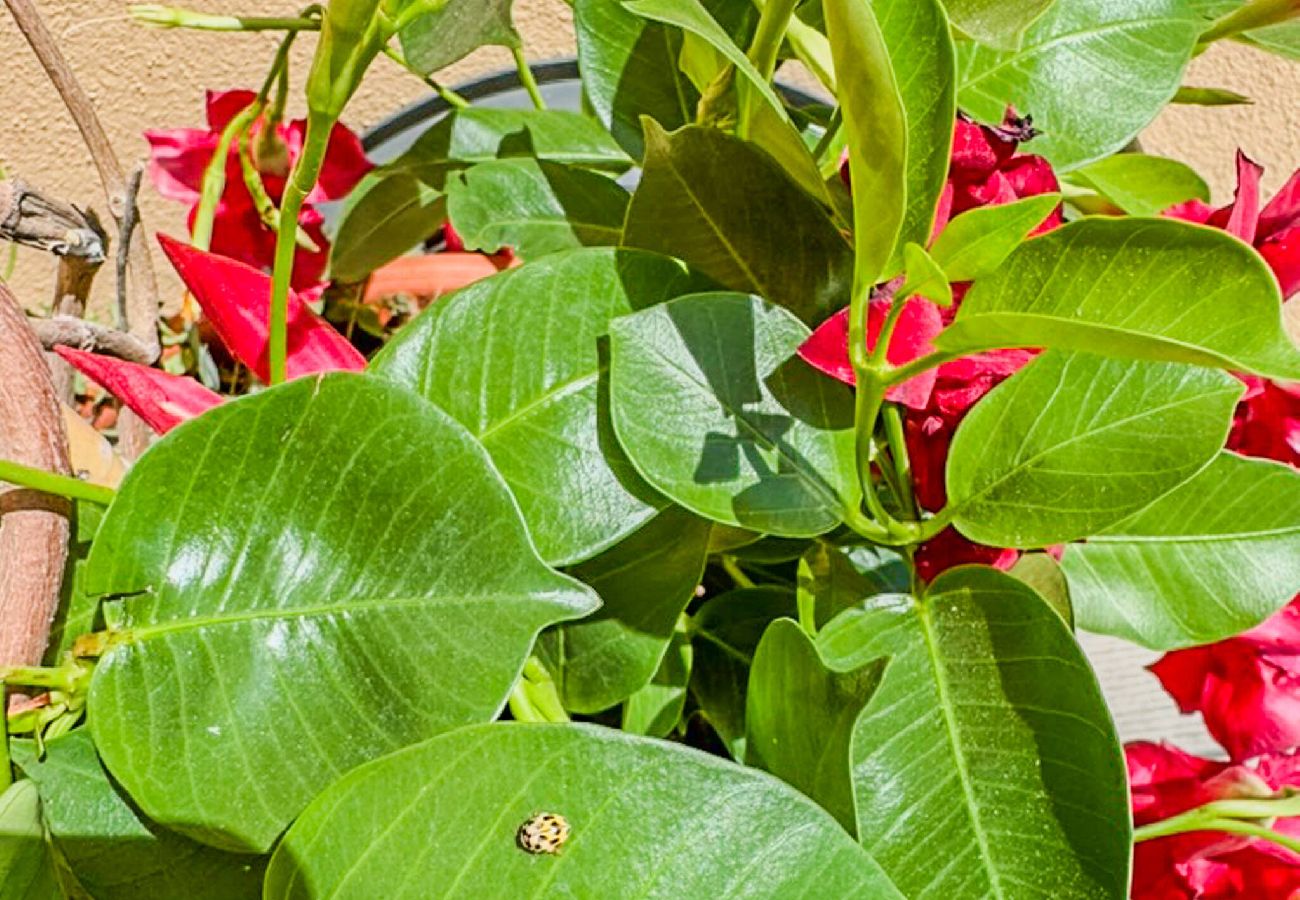 Ferienwohnung in Manarola - Il Sogno di Beatrice Luxury Apartment with Views