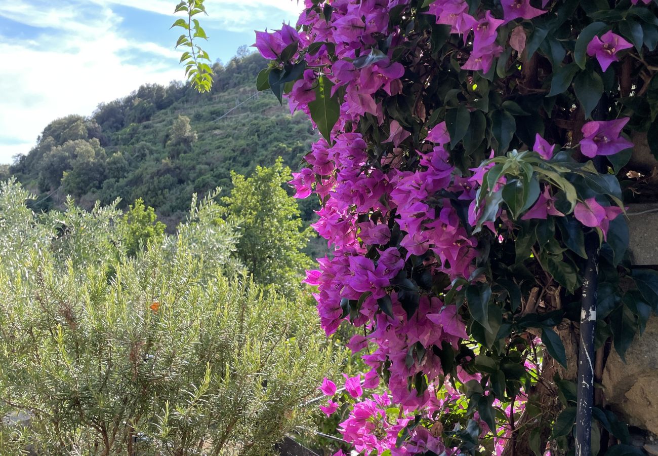 Villa in Corniglia - Villa Il Frantoio Terra Rossa